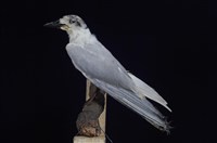 藏品(鷗嘴燕鷗)的圖片